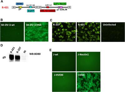 Innovative retargeted oncolytic herpesvirus against nectin4-positive cancers